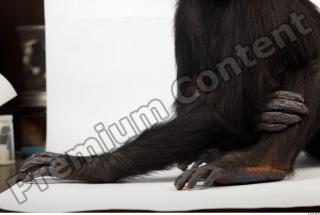 Chimpanzee - Pan troglodytes 0014